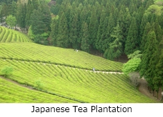 green tea